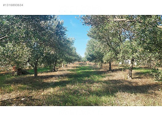 Aksu Kurşunlu'da; Ev, Depo, Elektrik ve Su Mevcut Zeytin Bahçesi