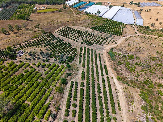 AKSU KURŞUNLU 3006 M2 SATILIK MÜSTAKİL BAHÇE